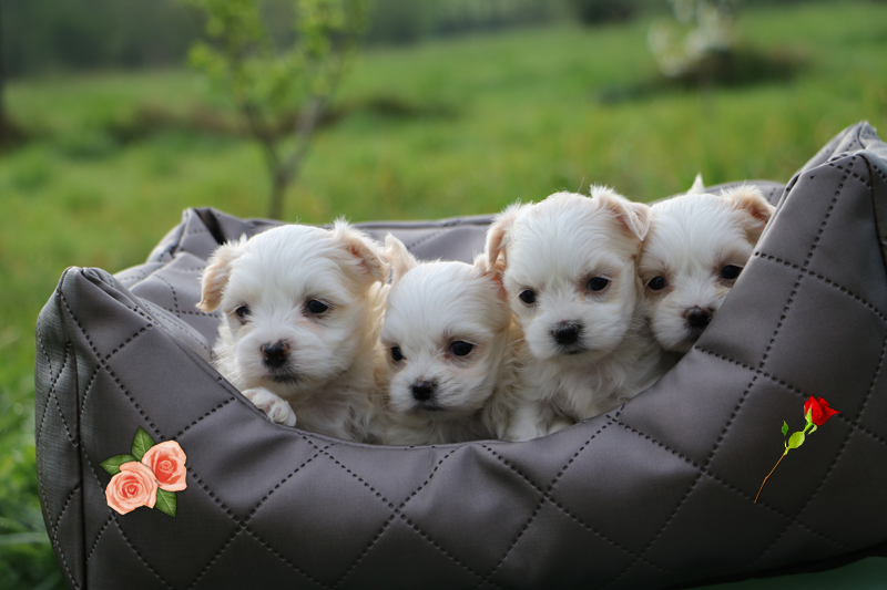 Éleveur de chiots professionnel en Belgique u2013 Élevage et vente de 